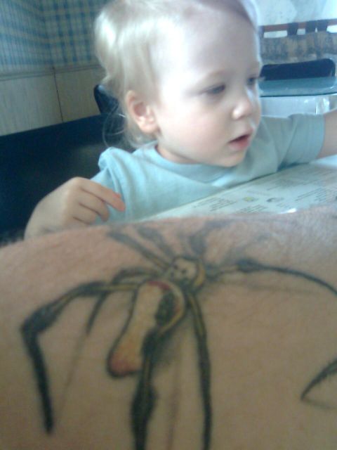 Spiders