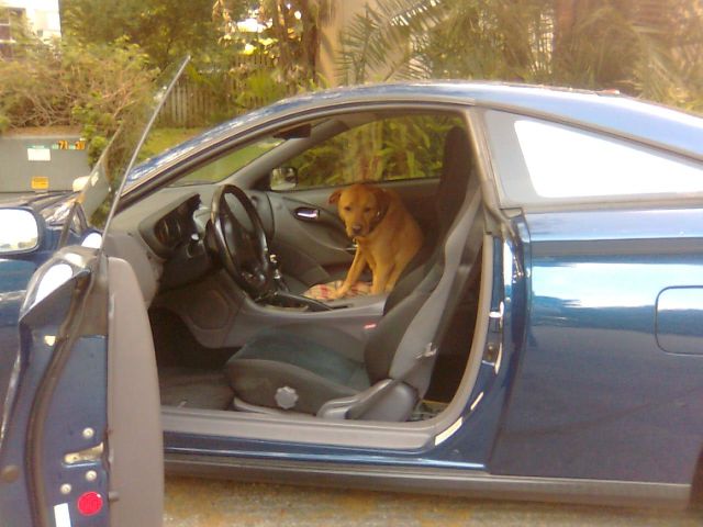 flamingo-driving4