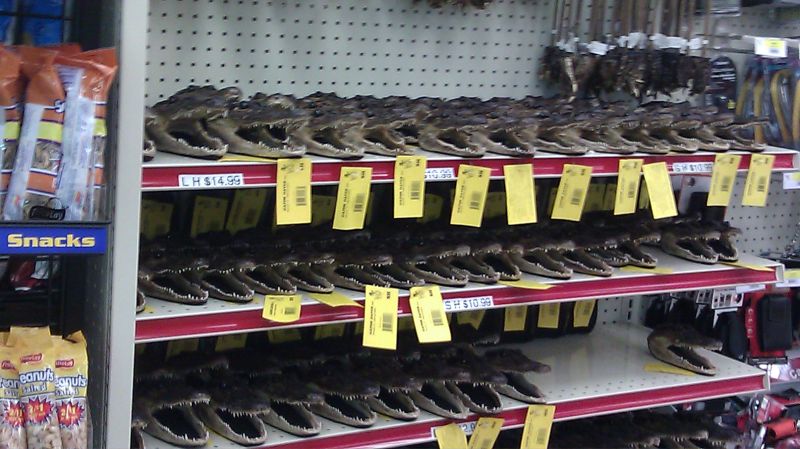 j-gator-heads