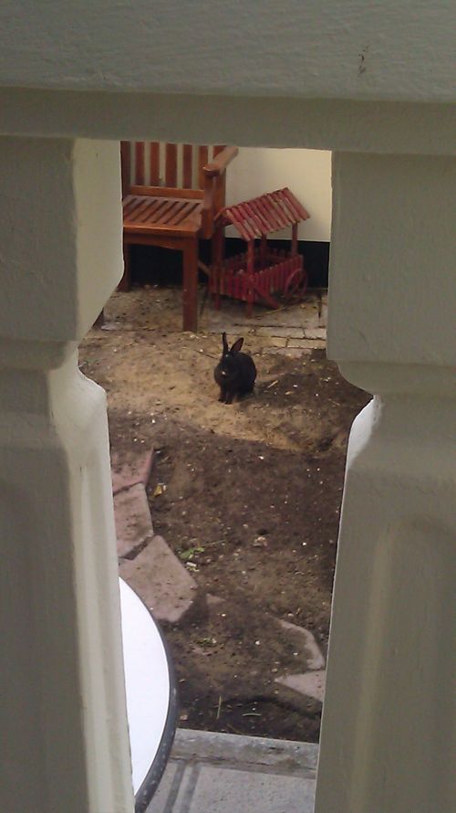 rics-14-bunny