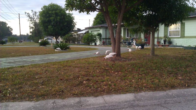 park-04-ibis